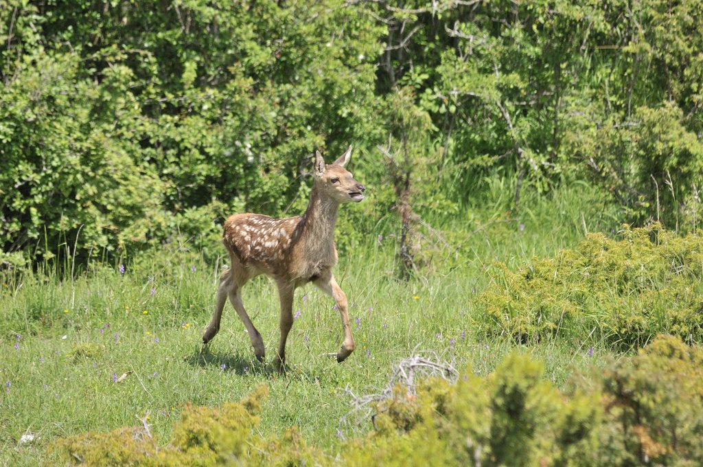 Cuccioli  (fotoracconto)